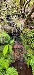 Plants: image 62 Of 208 Thumb